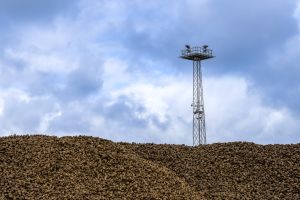 Buraki cukrowe przed Cukrownią