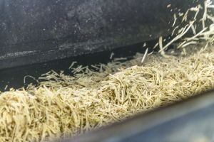 Pocięte buraki cukrowe.