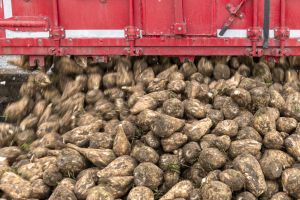Rozładunek buraków cukrowych stanowiących podstawowy surowiec do produkcji cukru.