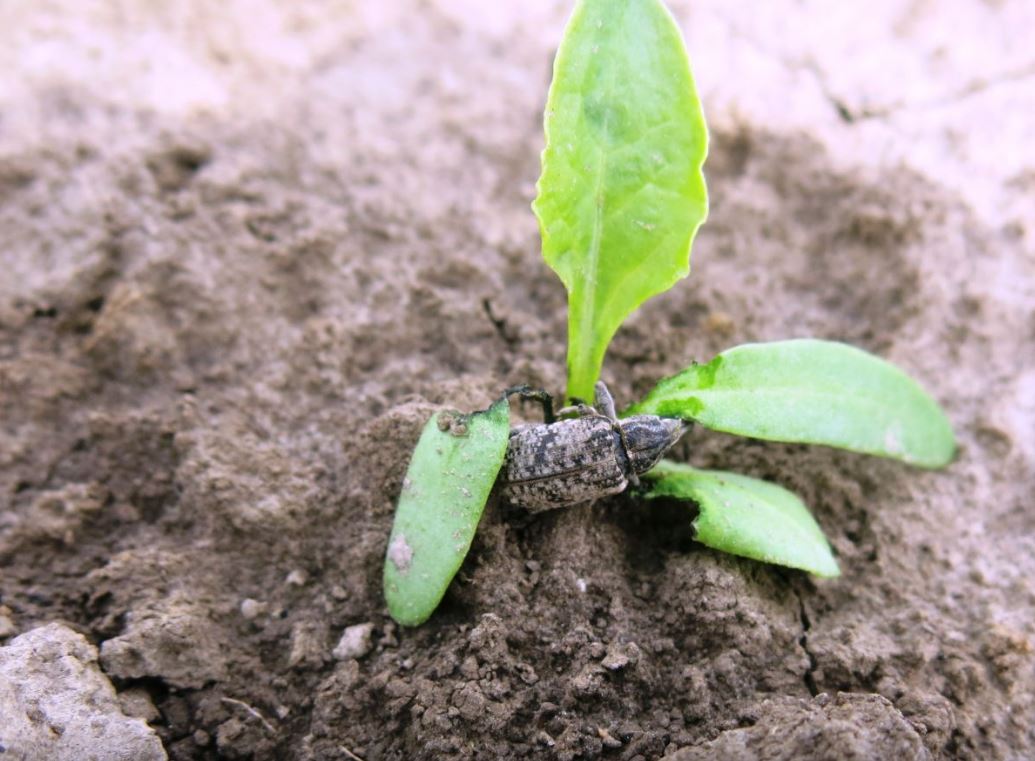 KSC S.A. wspiera Plantatorów w walce z szarkiem komośnikiem