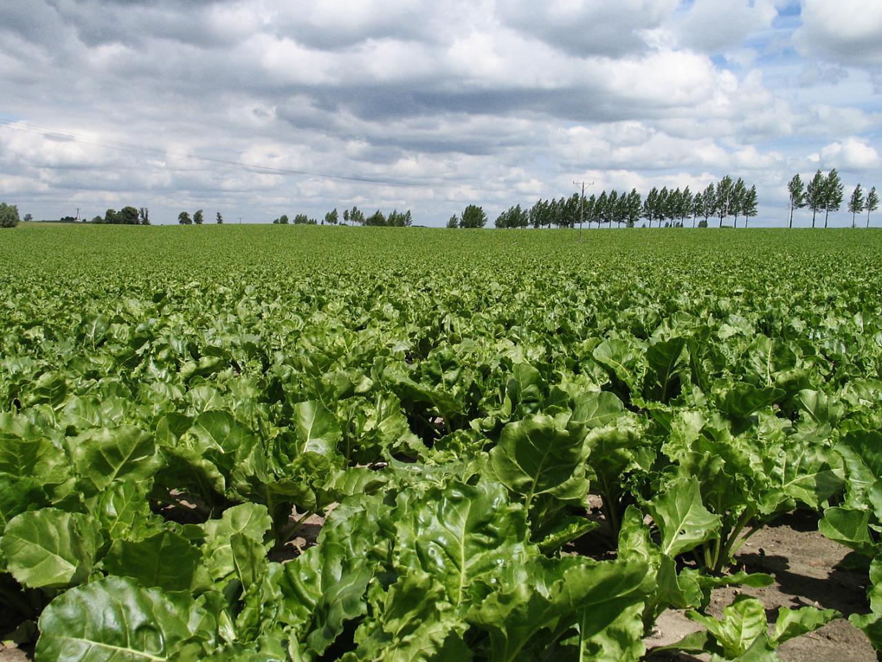 Krajowa Grupa Spożywcza „Polski Cukier” z najlepszą ofertą dla Plantatorów