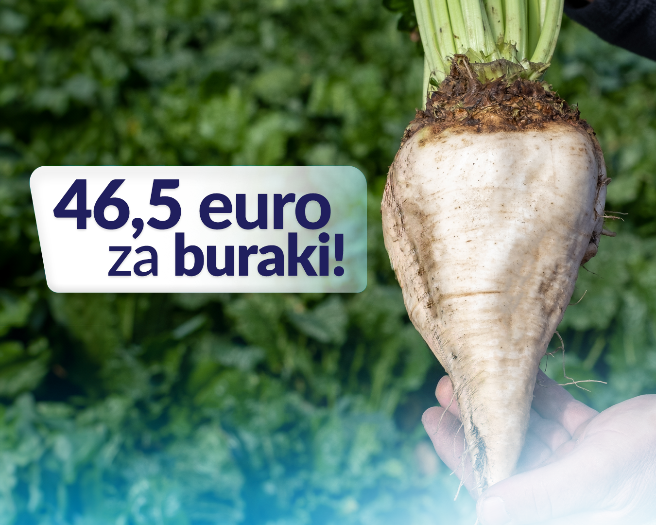 46,5 euro za buraki w Krajowej Grupie Spożywczej S.A.