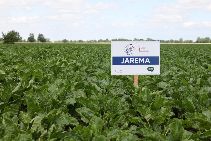 Dzień Pola Cukrowni Malbork
